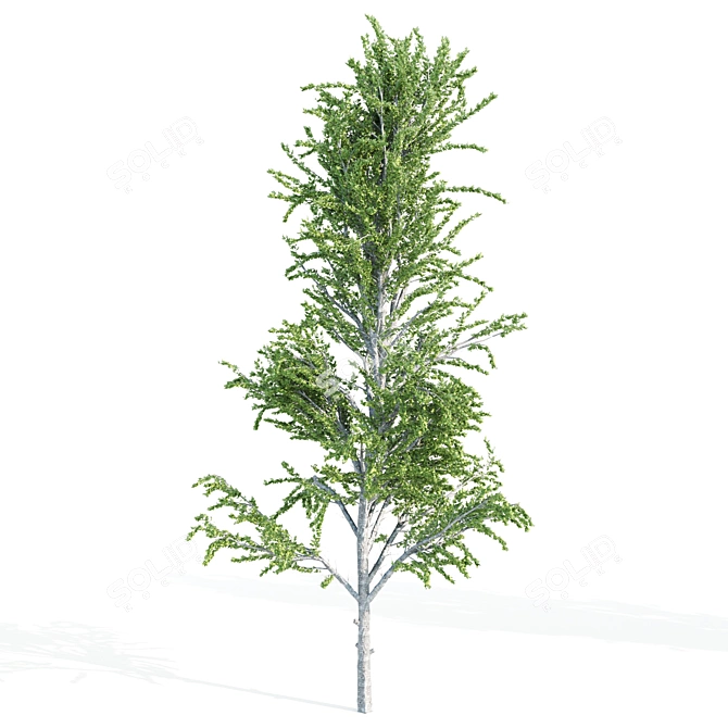 Tall Tree Set: 9m-14m Height 3D model image 5