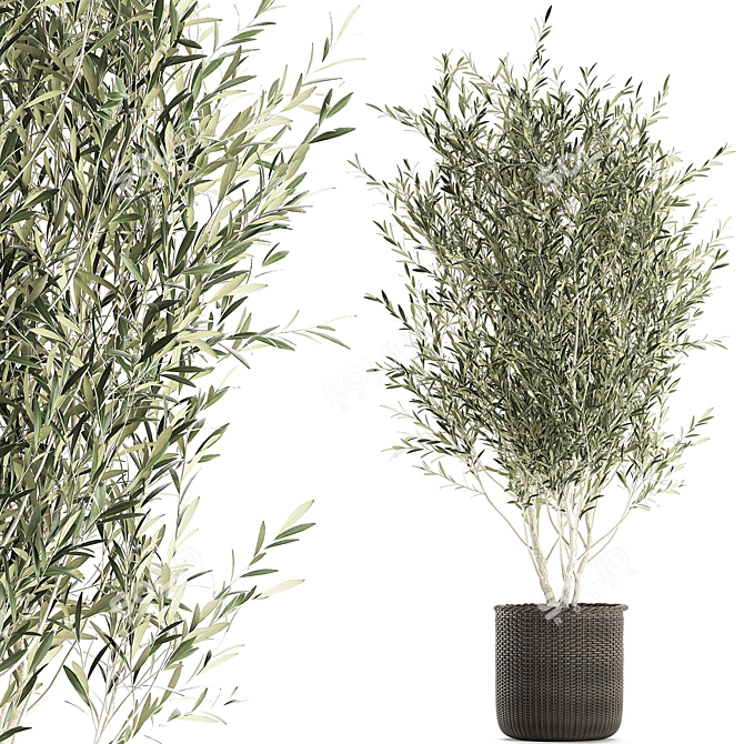 Exotic Olive Tree in Rattan Basket 3D model image 1