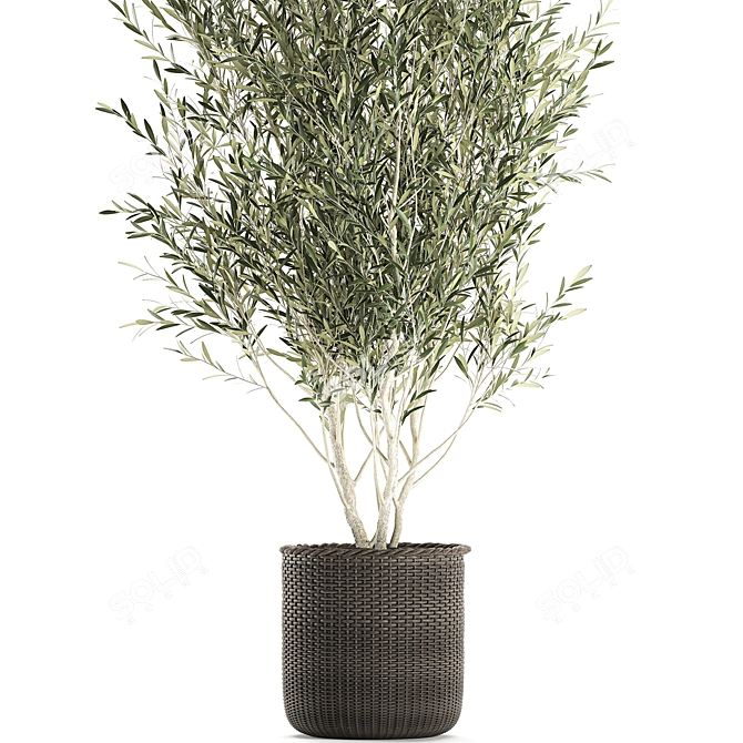 Exotic Olive Tree in Rattan Basket 3D model image 2