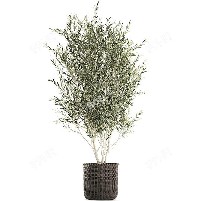 Exotic Olive Tree in Rattan Basket 3D model image 3