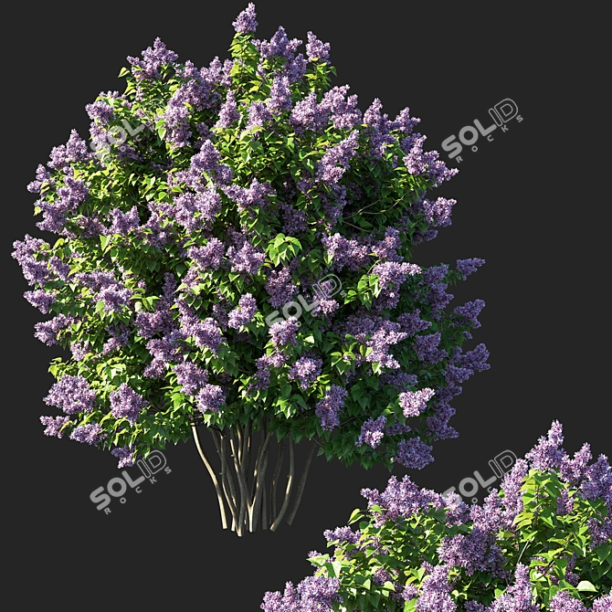 Vintage Syringa Bush 03 3D model image 1