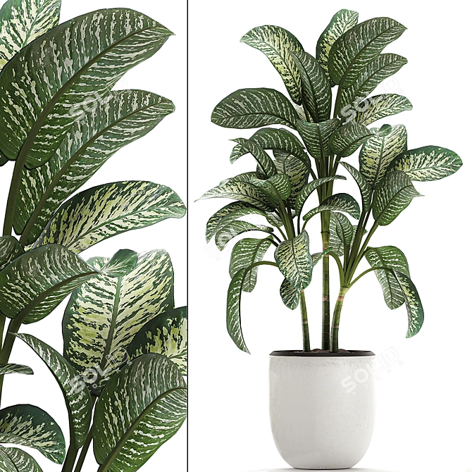 Exotic Dieffenbachia Plant in White Vase 3D model image 1