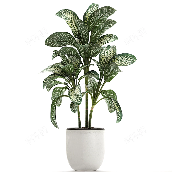 Exotic Dieffenbachia Plant in White Vase 3D model image 3