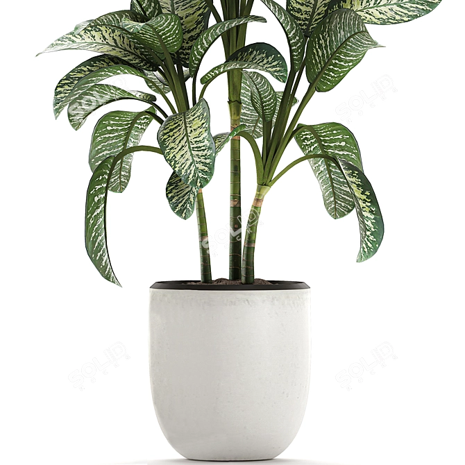 Exotic Dieffenbachia Plant in White Vase 3D model image 4