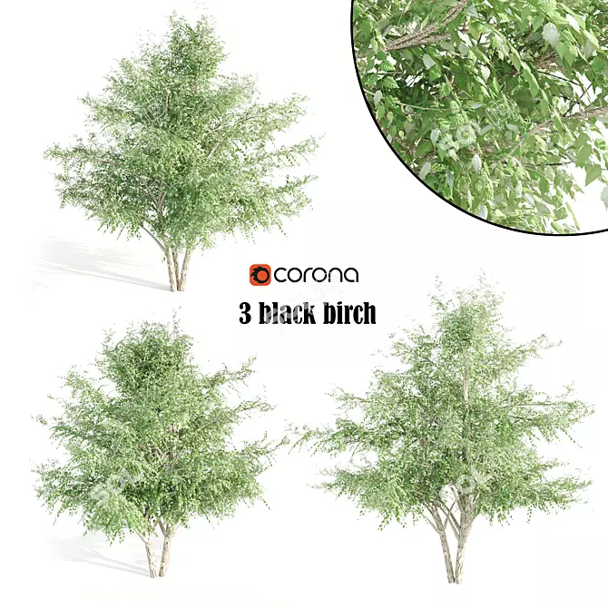  Trio of Tall Black Birch Trees 3D model image 1