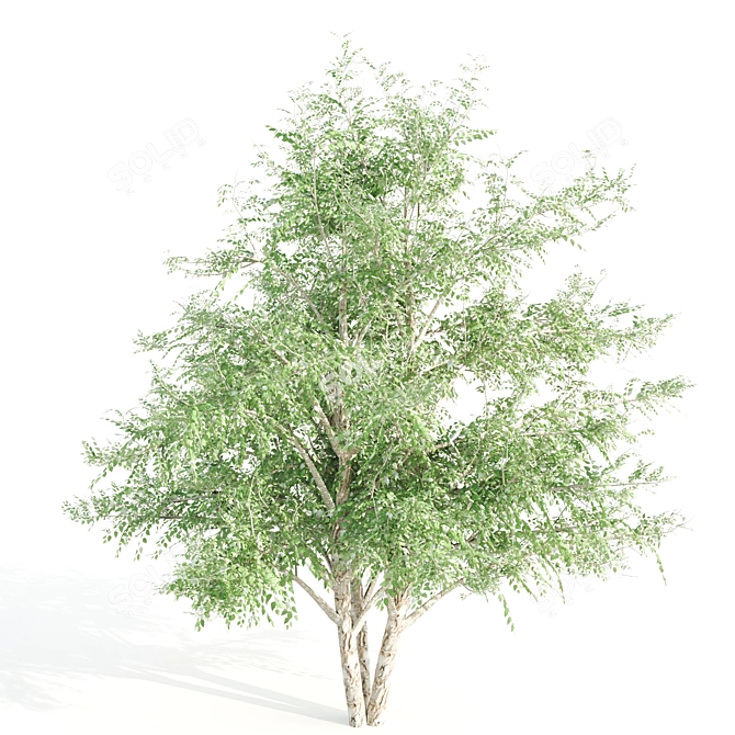  Trio of Tall Black Birch Trees 3D model image 5