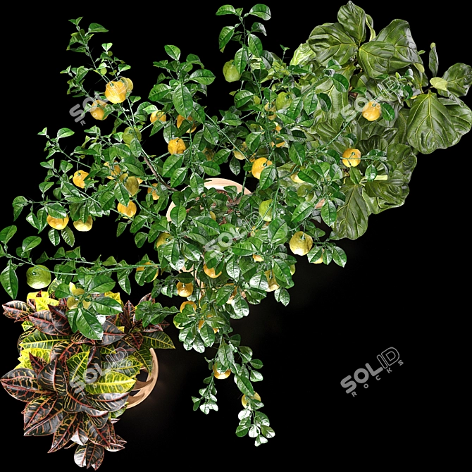 Tropical Plant Set: Croton, Ficus, Limon 3D model image 4