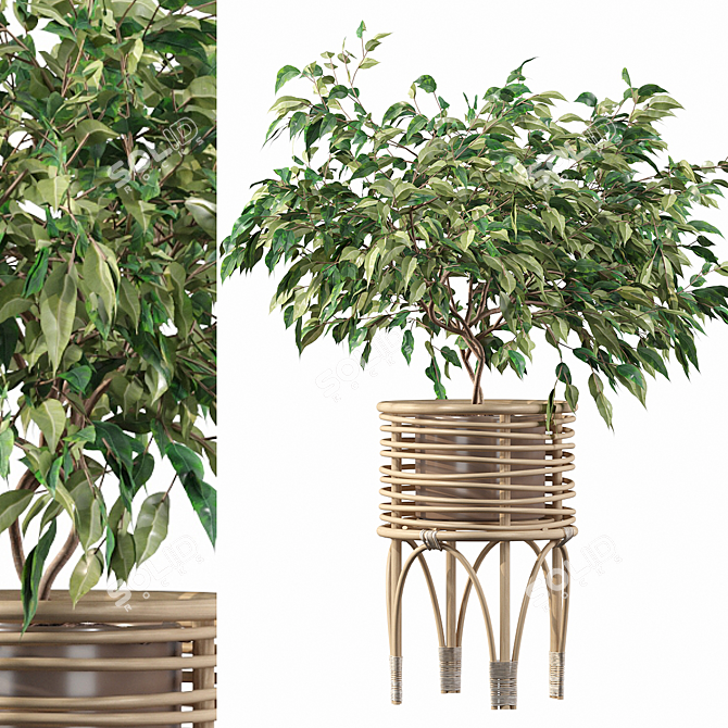 Ficus Benjamina 02 - 3D Plant Collection 3D model image 1