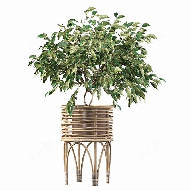 Ficus Benjamina 02 - 3D Plant Collection 3D model image 3