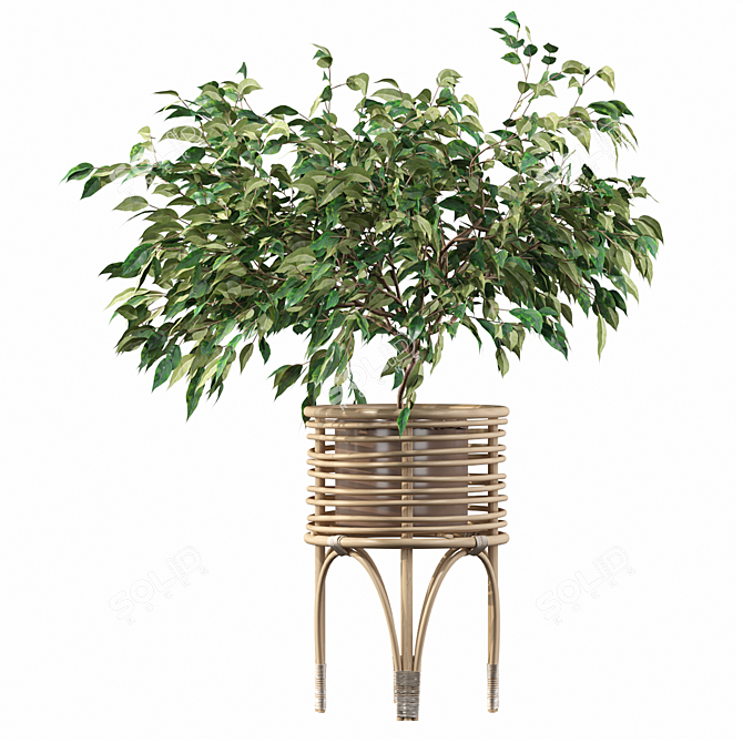 Ficus Benjamina 02 - 3D Plant Collection 3D model image 4