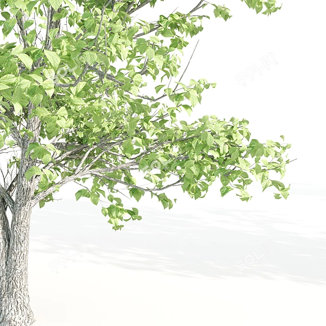 Tall Linden Trees - 9.35m, 9.8m, 10m 3D model image 2