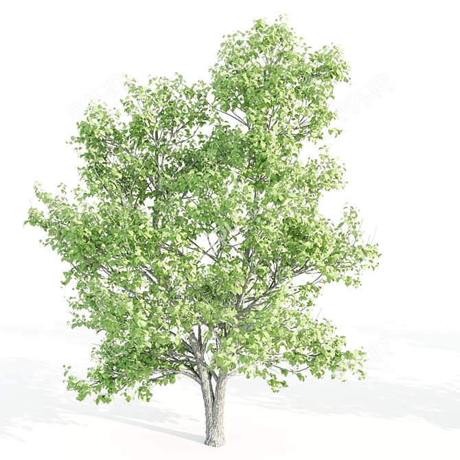 Tall Linden Trees - 9.35m, 9.8m, 10m 3D model image 4