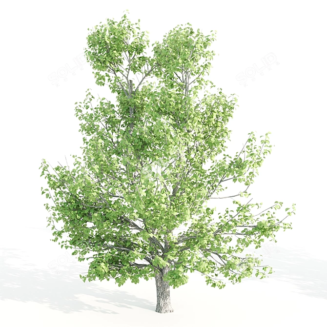 Tall Linden Trees - 9.35m, 9.8m, 10m 3D model image 5