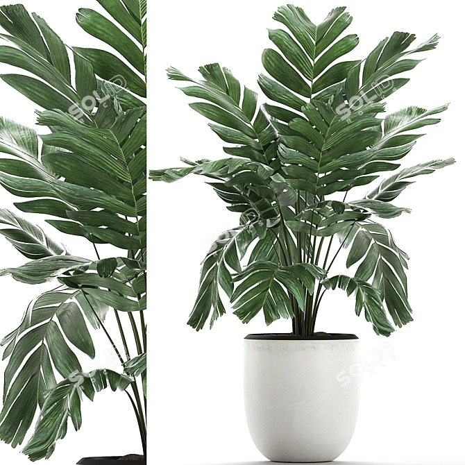 Exotic Chamaedorea: White Pot Palms 3D model image 1