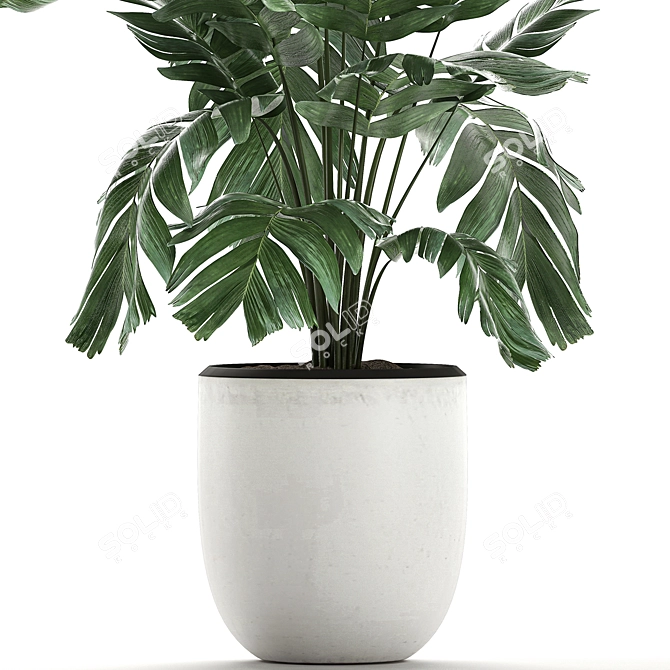 Exotic Chamaedorea: White Pot Palms 3D model image 2