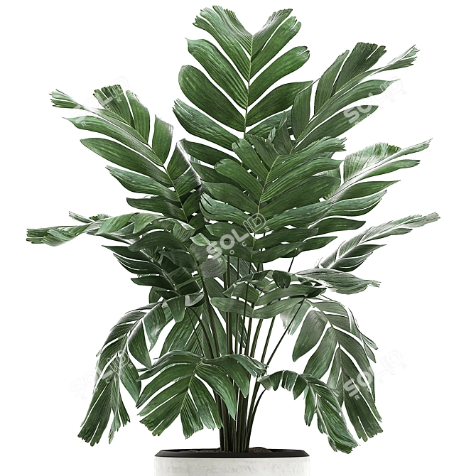 Exotic Chamaedorea: White Pot Palms 3D model image 3