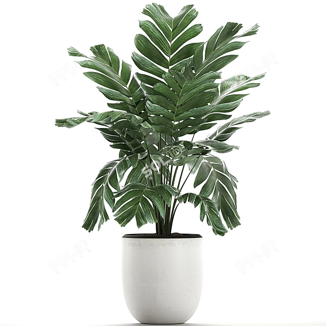 Exotic Chamaedorea: White Pot Palms 3D model image 4