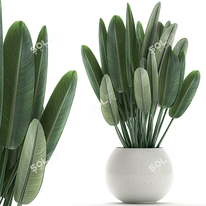 Exotic Plant Collection in White Vase 3D model image 1