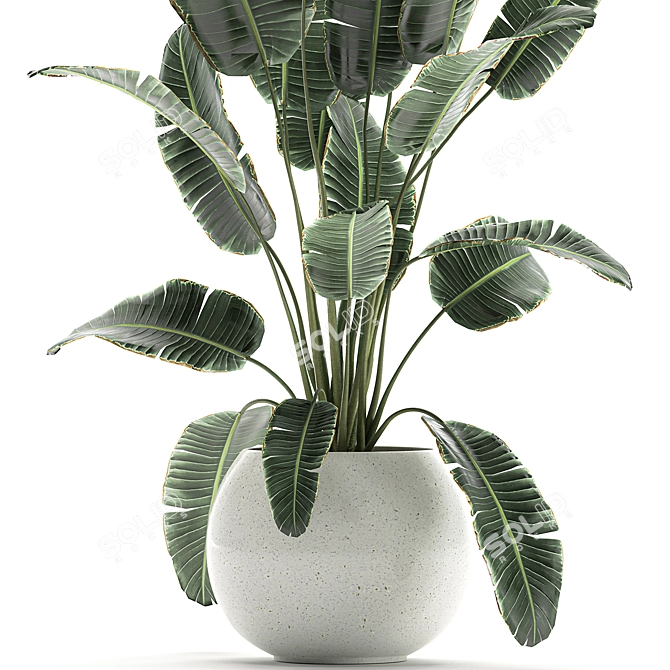 Exotic Banana Palm Collection in White Pot 3D model image 2