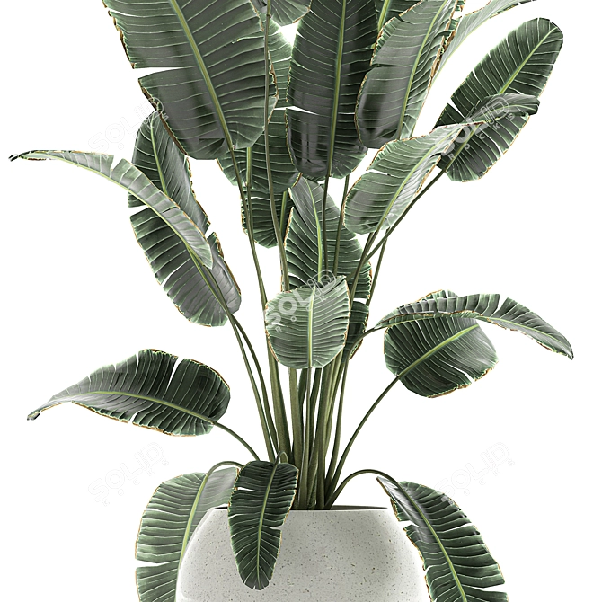 Exotic Banana Palm Collection in White Pot 3D model image 3