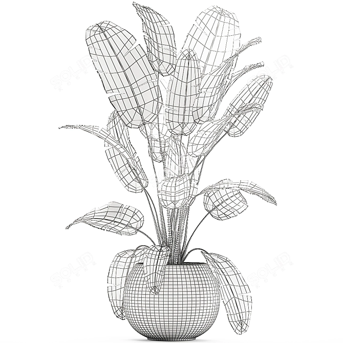 Exotic Banana Palm Collection in White Pot 3D model image 5