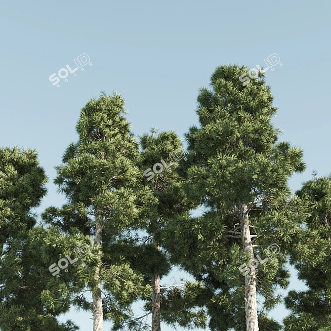 Tall Pine Twin Set 3D model image 2