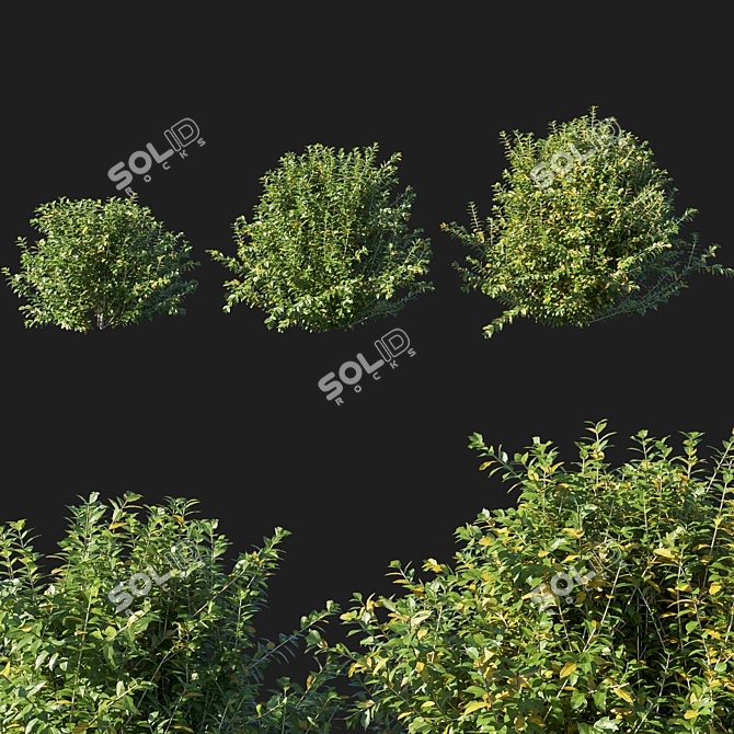 Myrtle_08: High-Quality 3D Model 3D model image 1