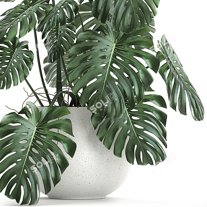 Monstera Plant | White Vase | Exotic Indoor Plant 3D model image 3