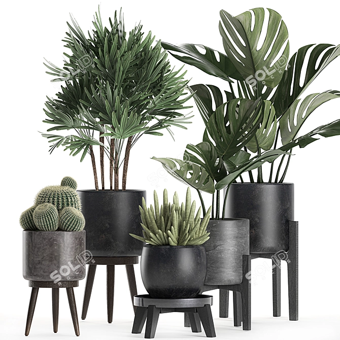 Exotic Plant Collection: Raphis Palm, Sansevieria, Monstera 3D model image 1