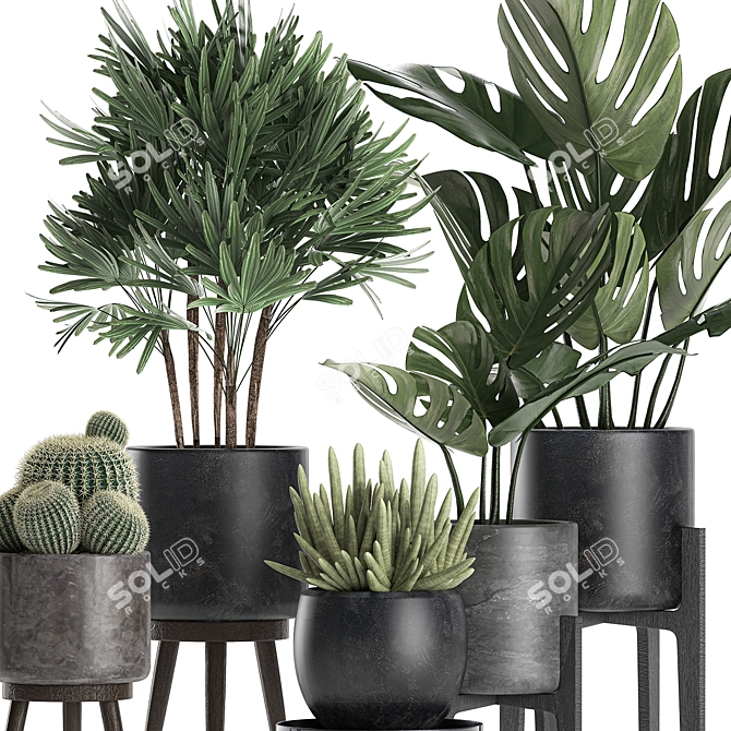 Exotic Plant Collection: Raphis Palm, Sansevieria, Monstera 3D model image 3