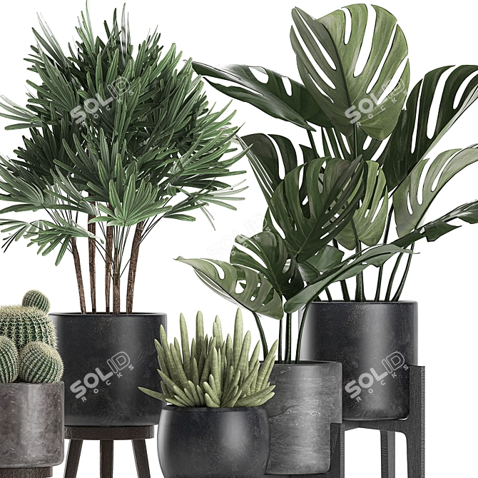 Exotic Plant Collection: Raphis Palm, Sansevieria, Monstera 3D model image 4