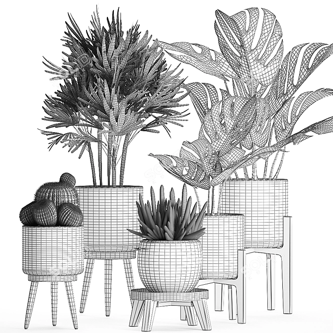 Exotic Plant Collection: Raphis Palm, Sansevieria, Monstera 3D model image 5