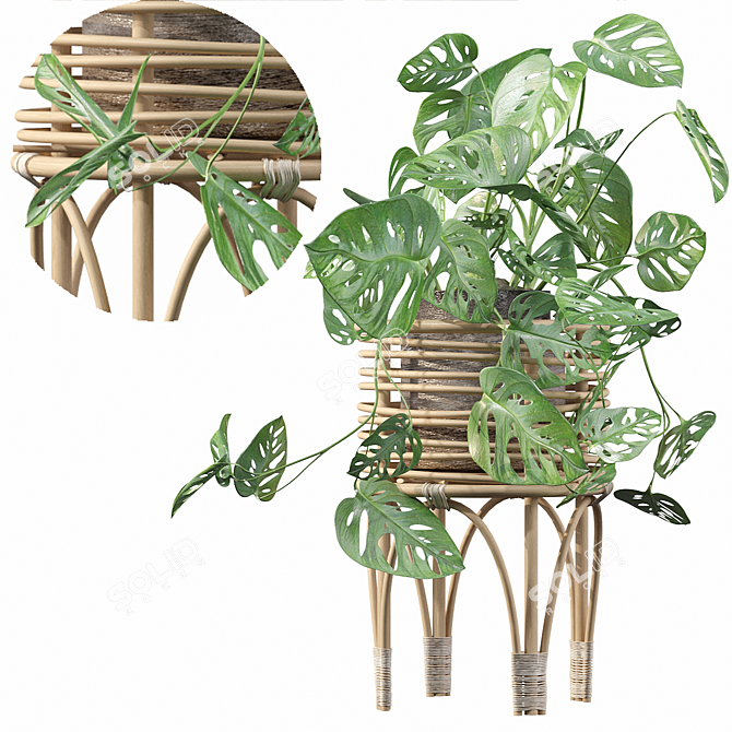 Tropical Monstera Monkey Mask Plant 3D model image 1