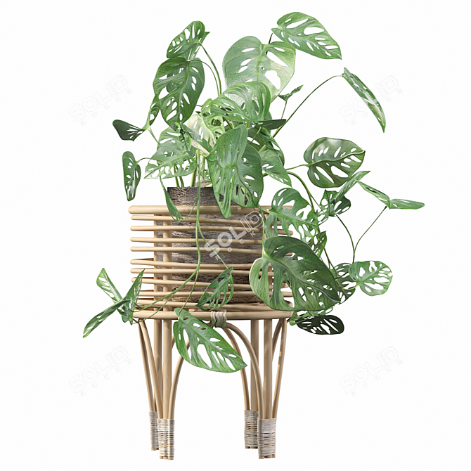 Tropical Monstera Monkey Mask Plant 3D model image 3