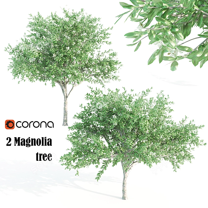 Tall and Graceful: 8.4m and 9.6m Magnolia Trees 3D model image 1