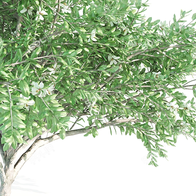 Tall and Graceful: 8.4m and 9.6m Magnolia Trees 3D model image 2