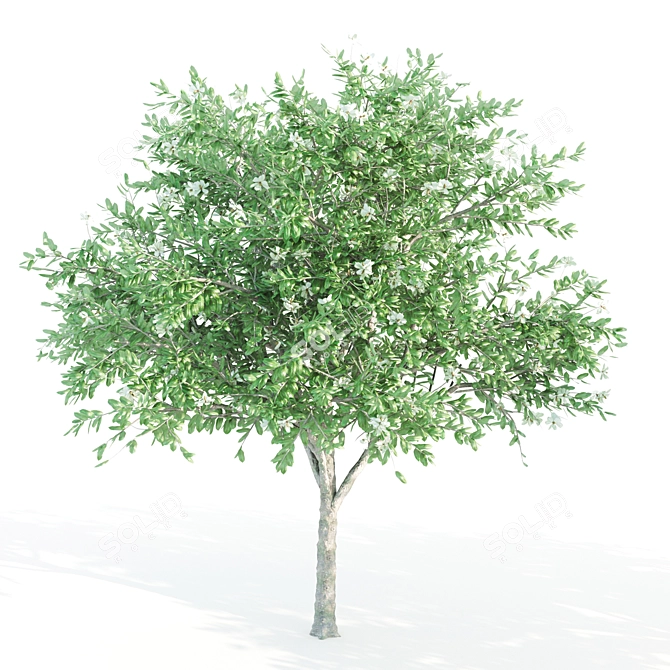 Tall and Graceful: 8.4m and 9.6m Magnolia Trees 3D model image 4