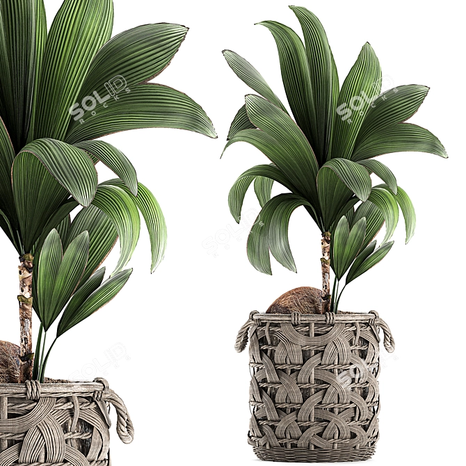 Title: Exotic Coco Collection: Decorative Young Coconut Palm in Rattan Basket 3D model image 1