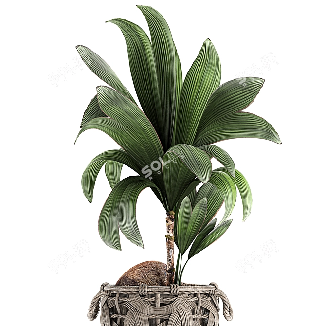 Title: Exotic Coco Collection: Decorative Young Coconut Palm in Rattan Basket 3D model image 2