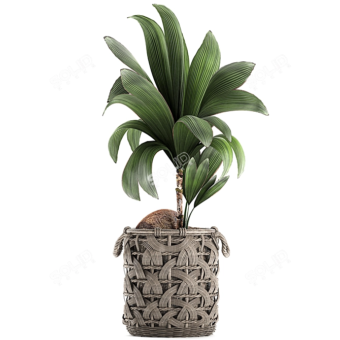 Title: Exotic Coco Collection: Decorative Young Coconut Palm in Rattan Basket 3D model image 4