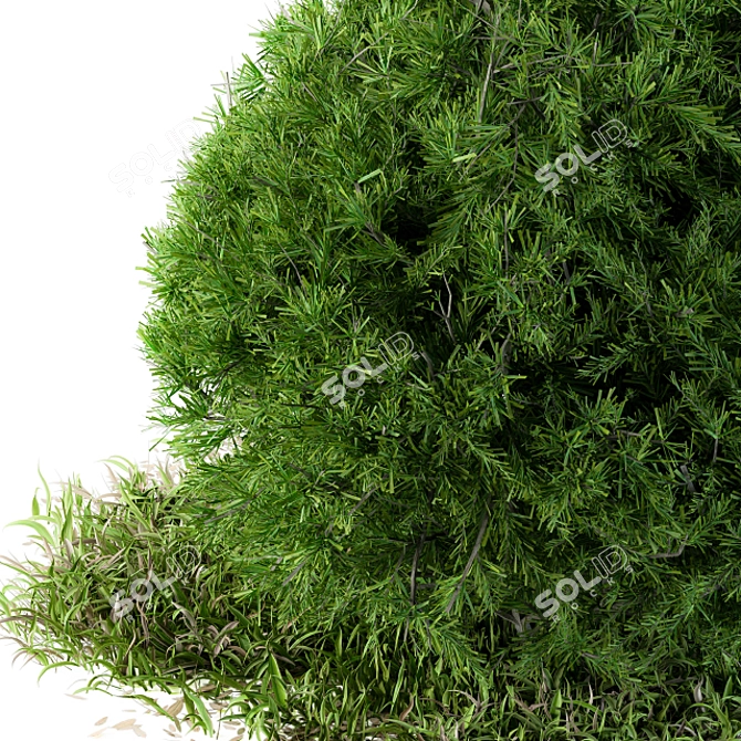 Wild Circle Outdoor Bush: Needle Grass - 54 3D model image 2