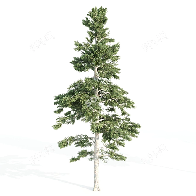 4 Tree Set: Ash, Mesquite, Poplar, Pine 3D model image 2