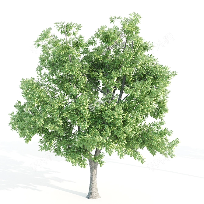 4 Tree Set: Ash, Mesquite, Poplar, Pine 3D model image 4