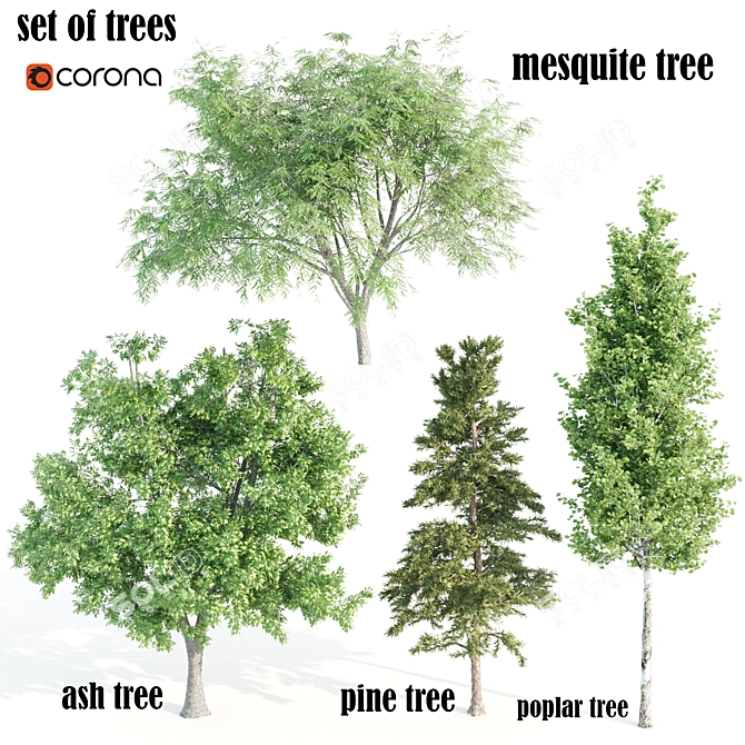 4 Tree Set: Ash, Mesquite, Poplar, Pine 3D model image 6