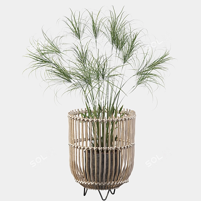 Elegant Cyperus Nofretete 03 for Stunning Green Spaces 3D model image 2