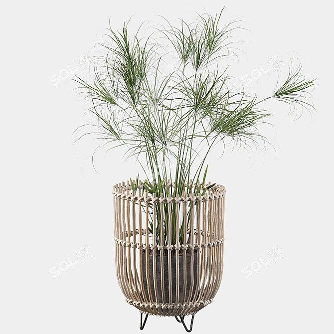 Elegant Cyperus Nofretete 03 for Stunning Green Spaces 3D model image 3