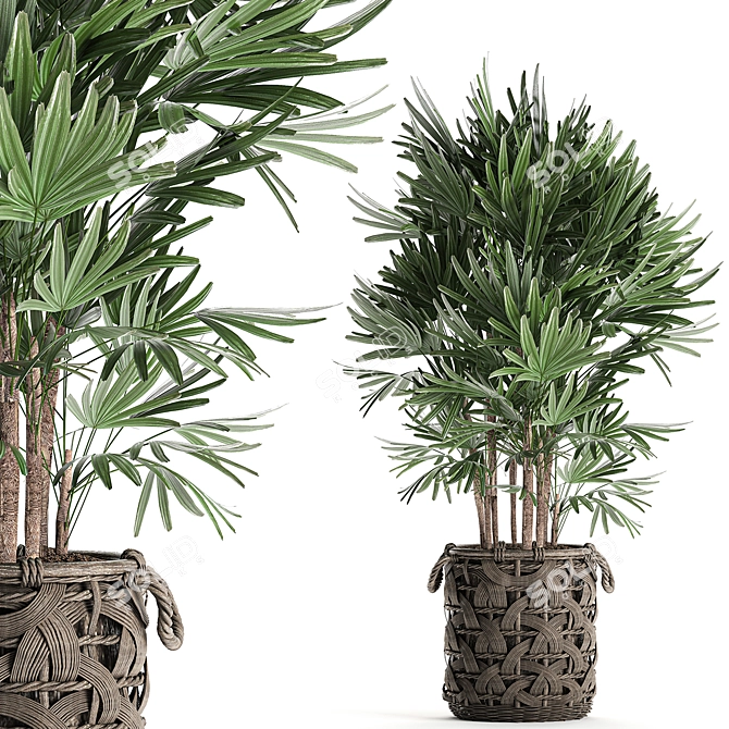 Exotic Raphis Palm: Indoor and Outdoor Decor 3D model image 1
