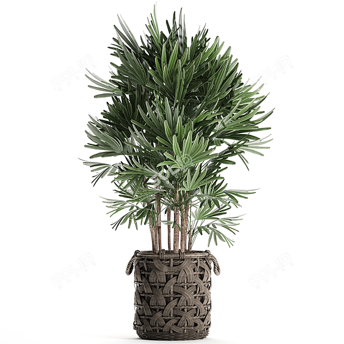 Exotic Raphis Palm: Indoor and Outdoor Decor 3D model image 4