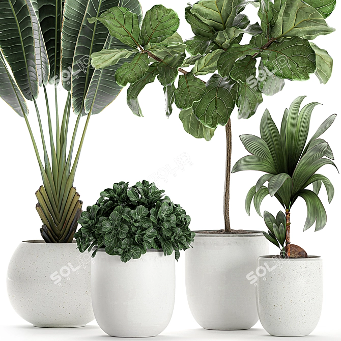 Exotic Plant Collection for Indoor and Outdoor Spaces 3D model image 3