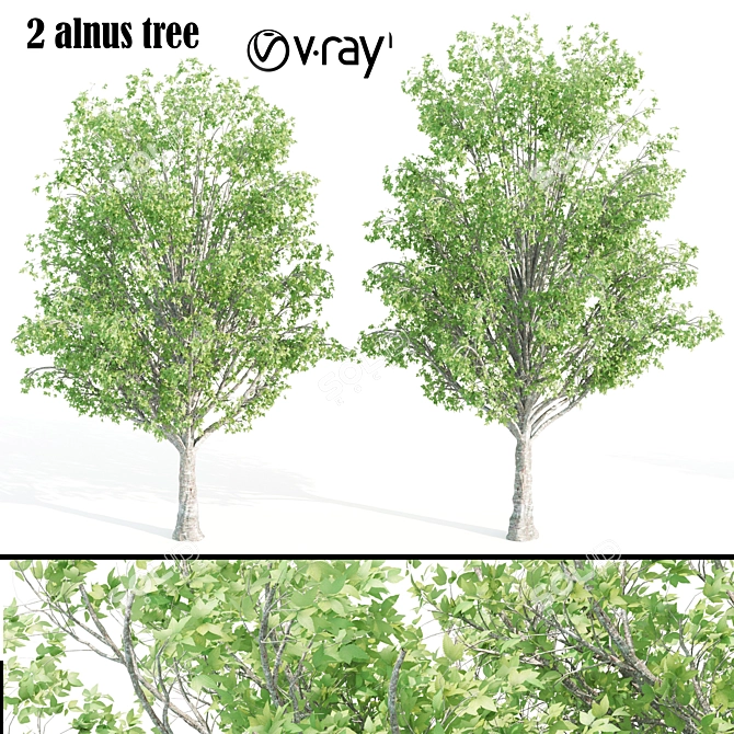 Twin Alnus Trees 17m & 18m 3D model image 1